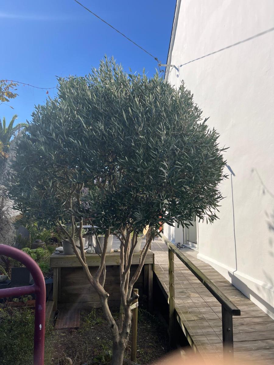 Chantier d'entretien de jardin réalisé par Antoine Machacek, paysagiste du réseau Factotum, près de Brest 